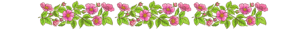 banner of wild roses with rosehips